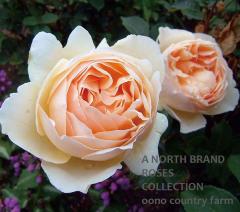 ���塼�ɡ��������֡������奢�� &reg; / Jude The Obscure / 6��ż��������ݥå�