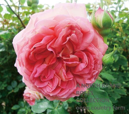 ジュビリー・セレブレーション ® / Jubilee Celebration / 6号硬質