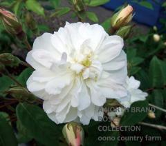 ���Ρ������� &reg; / Snow Goose / 6��ż��������ݥå�