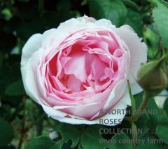 ���ץ����ɡ������� &reg; / Scepter`d Isle / 6��ż��������ݥå�