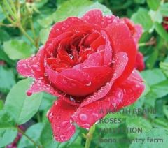 �����������Хå��� &reg; / Darcey Bussell / 6��ż��������ݥå�