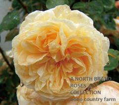 �ƥ������󥰡����硼���� &reg; / Teasing Georgia / 6��ż��������ݥå�