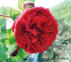 �ƥ������֡����������С������륺 &reg; / Tess of The Durbervilles / 6��ż��������ݥå�