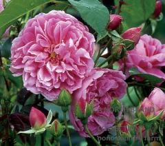 �ϡ����������� &reg; / Harow Carr / 6��ż��������ݥå�