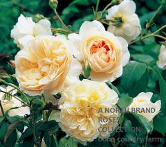 ��å��ե�����ɡ����󥸥��� &reg; / Lichfield Angel / 6��ż��������ݥå�