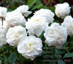 �������󡦥����ꥢ�ॺ=���ꥹ &reg; / Susan Williams-Ellis / 6��ż��������ݥå�