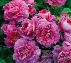 �ץ�󥻥������� &reg; / Princess Anne / 6��ż��������ݥå�