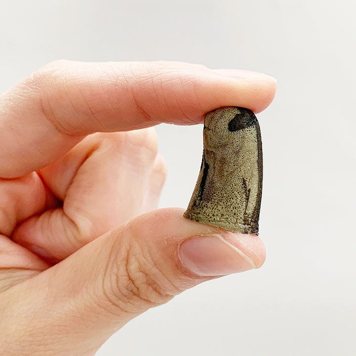 �ں߸˽�ʬSALE��  �ڥ᡼���ء� ���� MOLDEX CAMO Plugs�ʥ��ǥå��� ����ץ饰�� 20�ȥ��å�