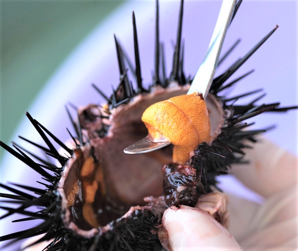 おさだの厳選壱岐産『紫生うに』(60g) | うに | うにの長田商店