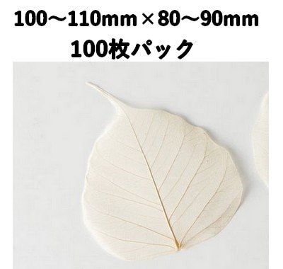 新涼木の葉 M 100枚入 18792M 透明感 菓子 料理