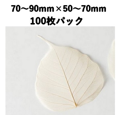 新涼木の葉 S 100枚入 18792S 透明感 菓子 料理