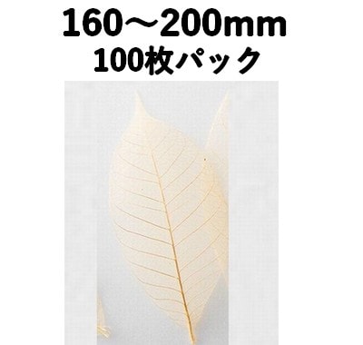 すかし木の葉 L 100枚入 18791L 透明感 菓子 料理
