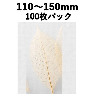 すかし木の葉 M 100枚入 18791M 透明感 菓子 料理