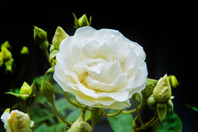 バラ 花 用 竹パウダー 1 竹の粉 ガーデニング 無農薬 土作り