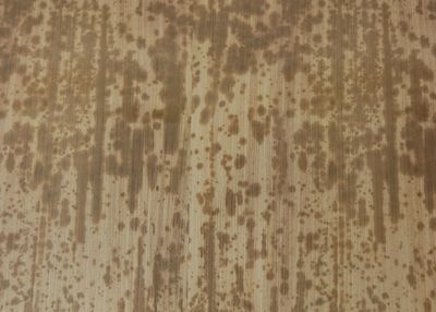 竹皮プレス エコボックス 2段|テイクアウト寿司弁当用 和風パック|TEP-6-2D ふた付 60個パック