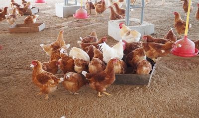 竹パウダーで育った 純国産鶏種「もみじ」のタマゴ 48個入 送料無料（北海道・沖縄別）