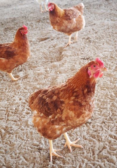 竹パウダーで育った 純国産鶏種「もみじ」のタマゴ 60個入  送料無料（北海道・沖縄別）