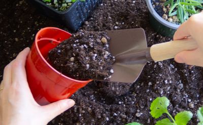 竹パウダー（乳酸菌入り）｜竹粉100％ 土壌改良材｜農業・有機栽培向け 5kg