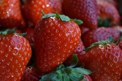 竹分解発酵液 リゾノイド 1L×10本パック 抗酸化 土壌改良材