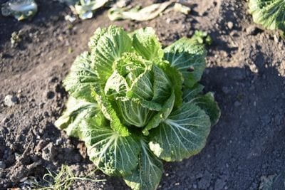 竹分解発酵液 リゾノイド 10L 抗酸化 土壌改良材