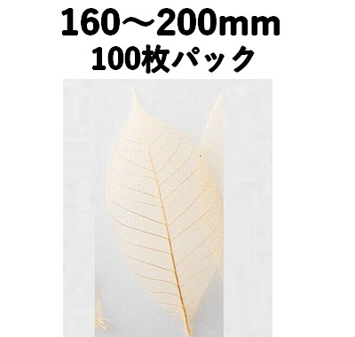 すかし木の葉 L 100枚入 18791L 透明感 菓子 料理