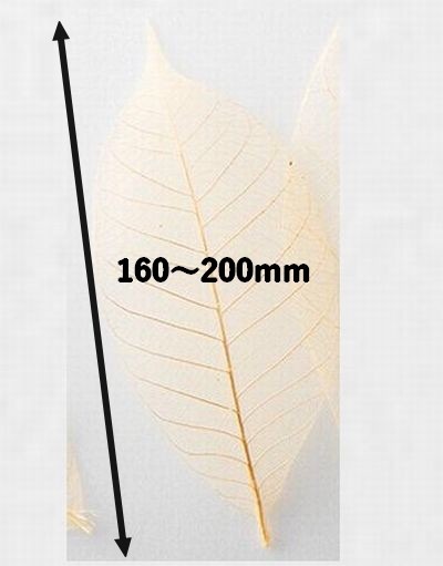 すかし木の葉 L 100枚入 18791L 透明感 菓子 料理