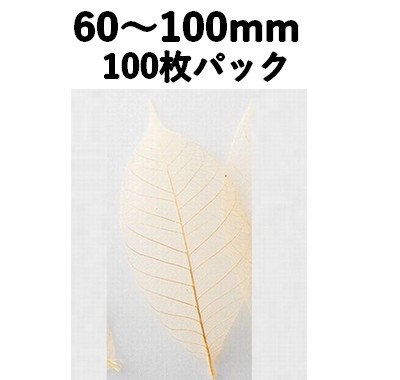 すかし木の葉 S 100枚入 18791S 透明感 菓子 料理