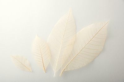 すかし木の葉 S 100枚入 18791S 透明感 菓子 料理