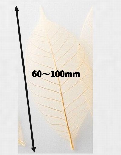 すかし木の葉 S 100枚入 18791S 透明感 菓子 料理