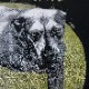 ALICE IN CHAINS �ѡ����� Three Legged Dog-Black