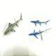 ����šۡڳ�����SHARKS ���㡼���ܥå��� ���������(20�Υ��å�) ��Ω�ο޴� SHARKS OF THE WORLD�ס�O��ë��