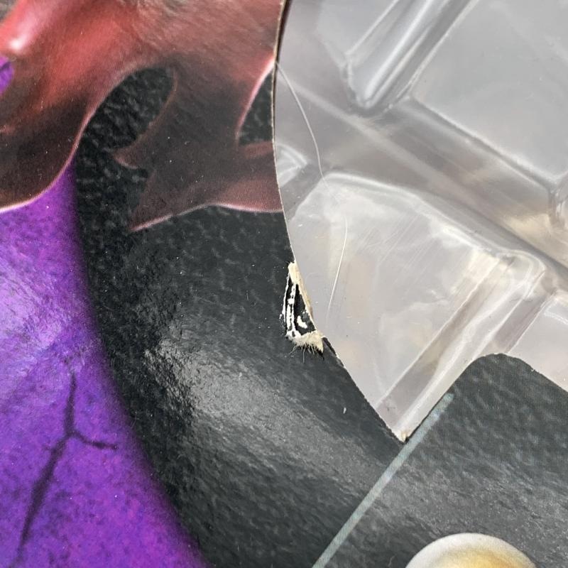 šۥᥬϥ P.O.P ǥ Portrait.Of.Pirates ԡ LIMITED EDITIONOȾŹ