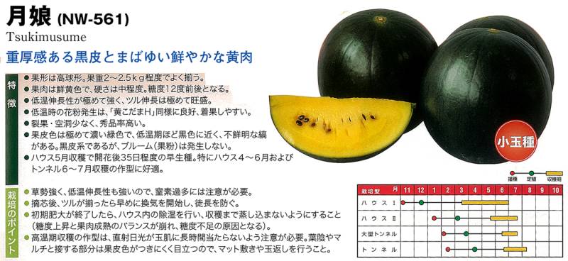 スイカ】黒皮・黄小玉 月娘〔ナント交配〕 | スイカ | 野菜・草花の
