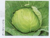 キャベツ】グリーンボール〔サカタ交配〕 | キャベツ | 野菜・草花の
