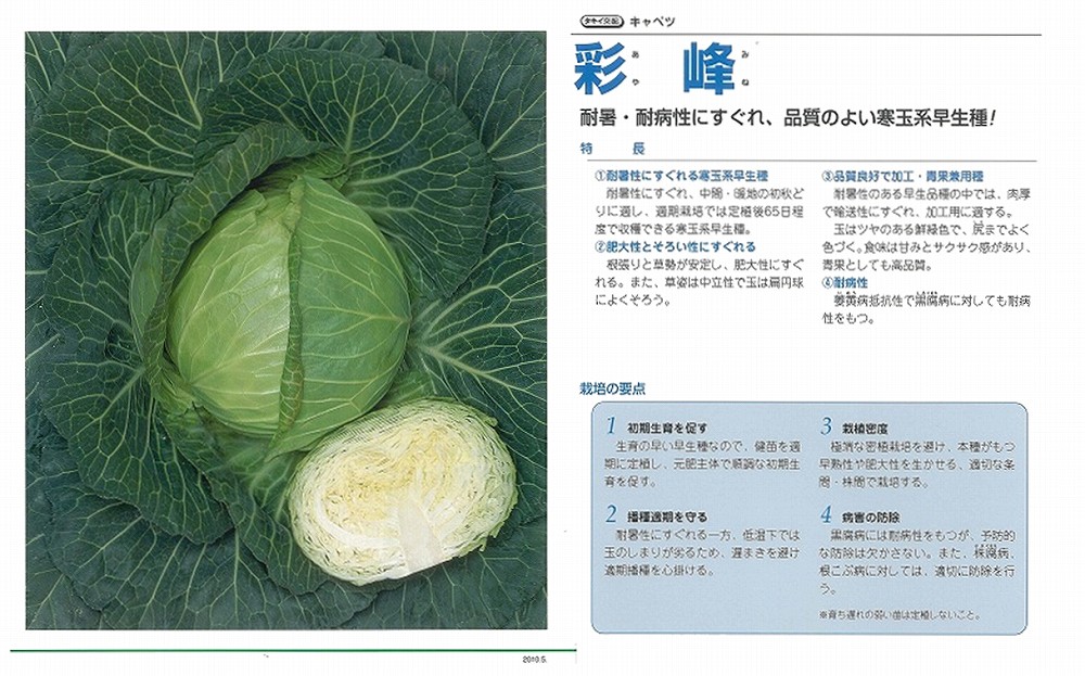 キャベツ】彩峰〔タキイ交配〕 | キャベツ | 野菜・草花の種苗の通販は