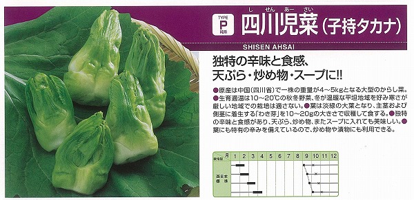 中国野菜】四川児菜（アーサイ 子持タカナ）〔中原採種場〕 | 中国野菜