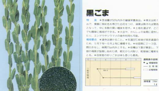 ゴマ】黒ごま（黒ゴマ）〔固定種0061〕 | ゴマ | 野菜・草花の種苗の