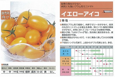 ミニトマト】イエローアイコ〔サカタ交配〕 | ミニトマト | 野菜・草花