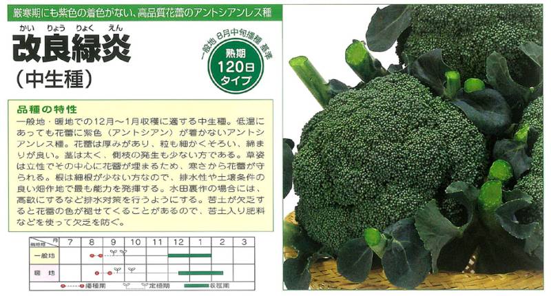 ブロッコリー】改良緑炎〔ブロリード〕26年5月末まで | ブロッコリー