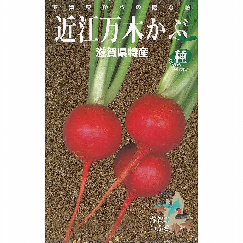 カブ】滋賀の伝統野菜シリーズ 近江万木かぶ〔固定種（太田）〕 | カブ