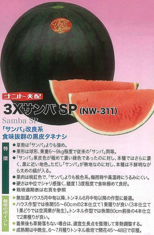 スイカ】種なし（シードレス）黒皮・赤肉 3XサンバSP〔ナント交配