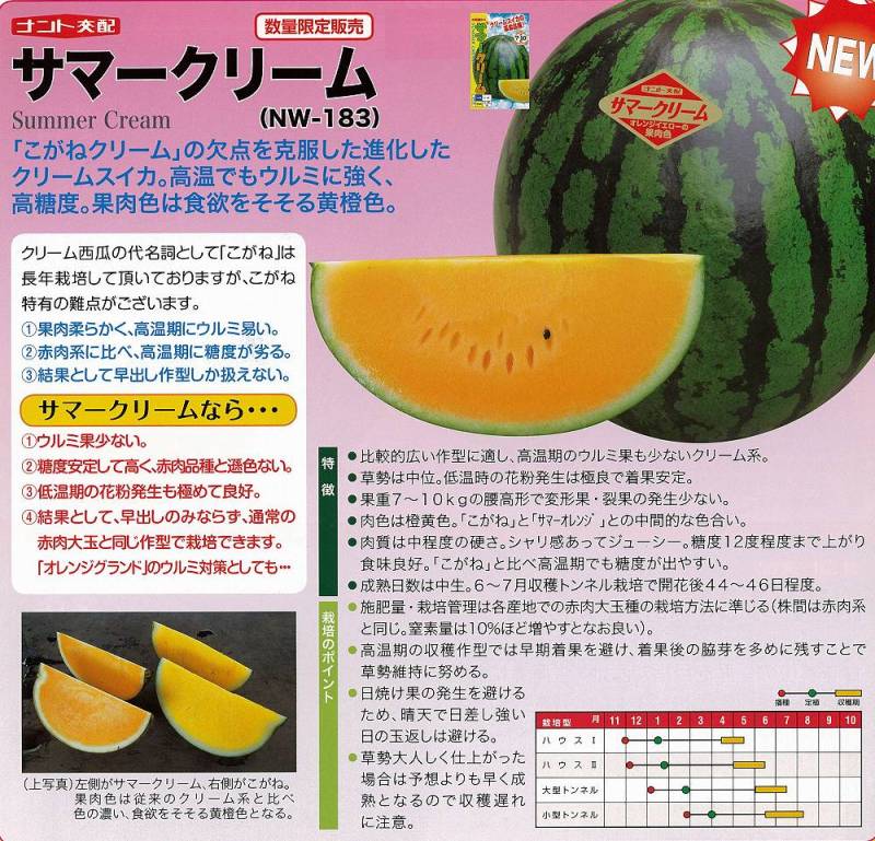 柘榴とスイカ スイカ】濃黄肉・大玉 サマークリーム（NW-183）〔ナント交配