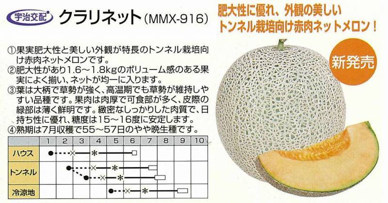メロン】クラリネット（NMX-916）〔宇治交配〕 | メロン | 野菜・草花