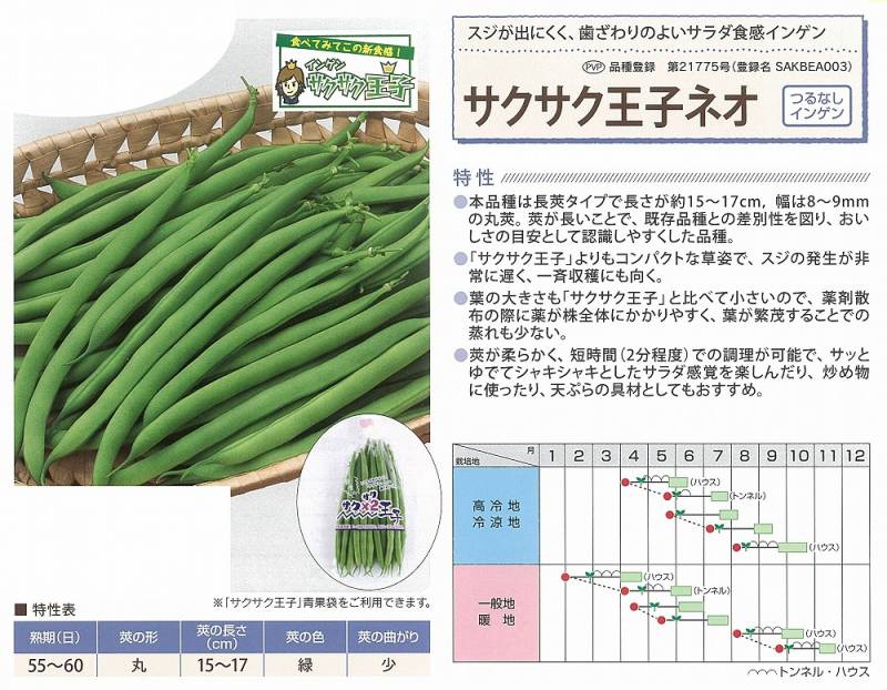 つるなし菜豆（インゲン）】サクサク王子ネオ〔サカタ〕《登録品種