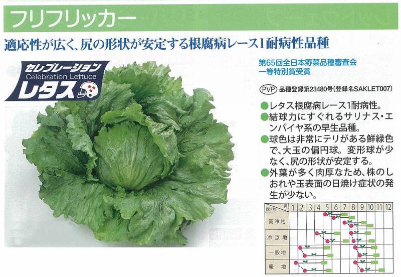 レタス】セレブレーションレタスシリーズ フリフリッカー〔サカタ育成