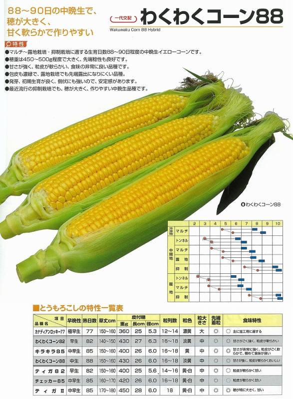 トウモロコシ】わくわくコーン88〔一代交配（カネコ