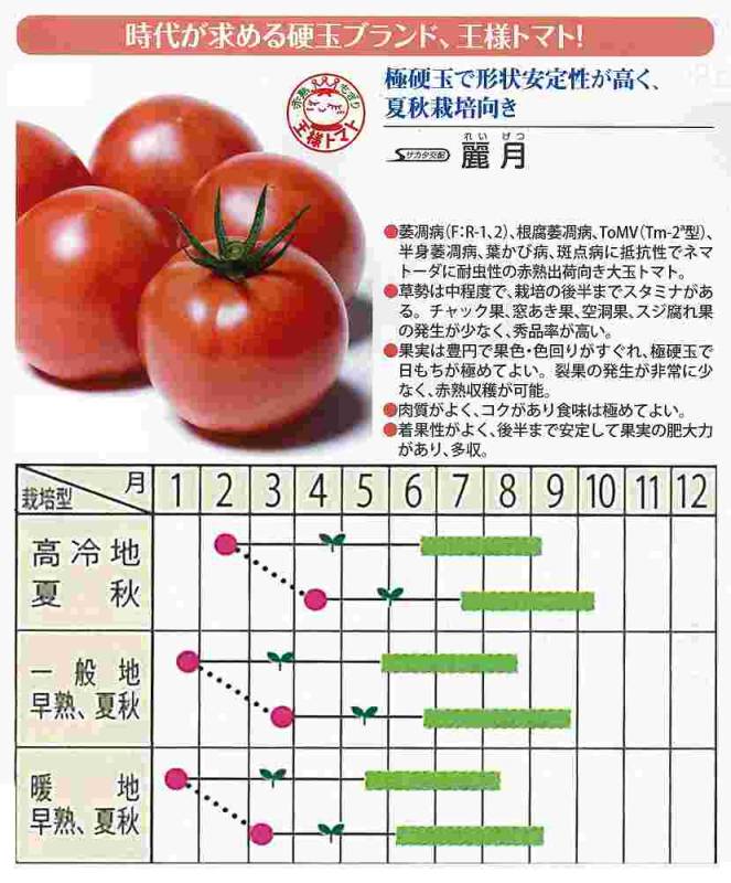 トマト】麗月〔サカタ交配〕 | トマト | 野菜・草花の種苗の通販は