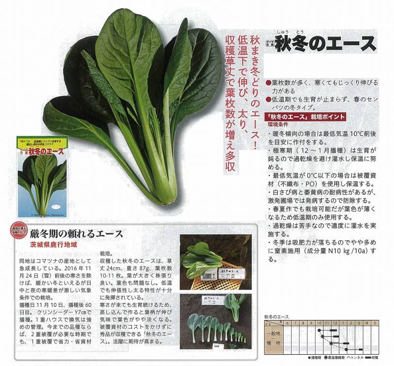 コマツナ】秋冬のエース〔トキタ交配〕 | コマツナ | 野菜・草花の種苗