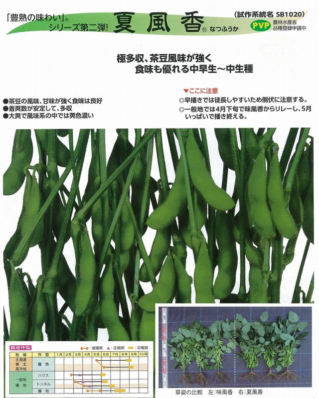 エダマメ】「豊熟の味わい」シリーズ 夏風香〔雪印種苗〕《登録品種
