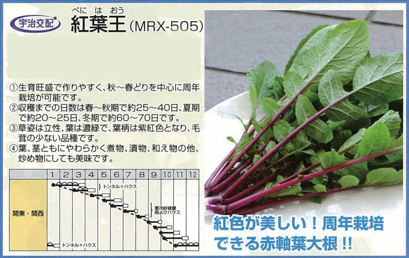 葉ダイコン】紅葉王（MRX-505）〔宇治交配〕 | 葉ダイコン | 野菜